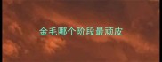 金毛哪个阶段最顽皮