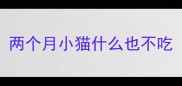两个月小猫什么也不吃