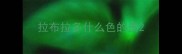 拉布拉多什么色的贵