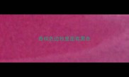 香槟色边牧里面有黑色