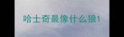 哈士奇最像什么狼