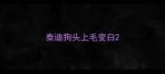 泰迪狗头上毛变白