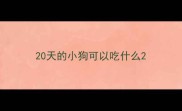 20天的小狗可以吃什么