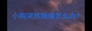 小狗突然抽搐怎么办