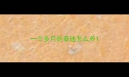 一个多月的泰迪怎么养