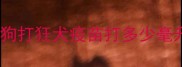 狗狗打狂犬疫苗打多少毫升