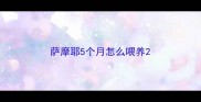 萨摩耶5个月怎么喂养