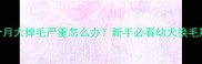 边境牧羊犬3个月大掉毛严重怎么办新手必看幼犬换毛期护理全攻略