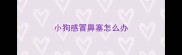 小狗感冒鼻塞怎么办