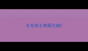 长毛哈士奇尾巴细