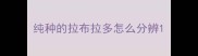 纯种的拉布拉多怎么分辨