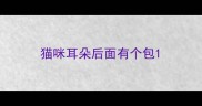 猫咪耳朵后面有个包