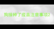 狗接种了疫苗注意事项