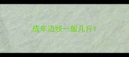 成年边牧一般几斤