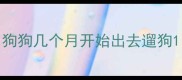 狗狗几个月开始出去遛狗