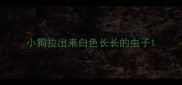 小狗拉出来白色长长的虫子