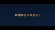 拉布拉多犬跟金毛