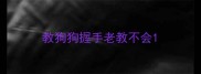 教狗狗握手老教不会