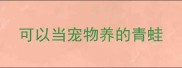 可以当宠物养的青蛙