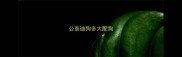 公泰迪狗多大配狗