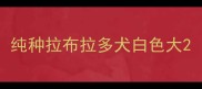 纯种拉布拉多犬白色大