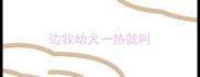 边牧幼犬一热就叫