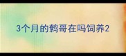 3个月的鹩哥在吗饲养