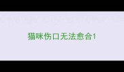 猫咪伤口无法愈合