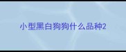 小型黑白狗狗什么品种