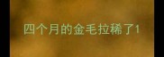 四个月的金毛拉稀了