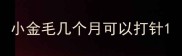 小金毛几个月可以打针