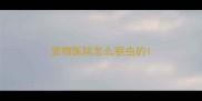 宠物医院怎么驱虫的
