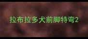 拉布拉多犬前脚特弯