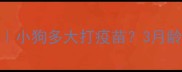 幼犬疫苗全攻略小狗多大打疫苗3月龄起必看接种计划