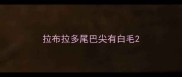 拉布拉多尾巴尖有白毛