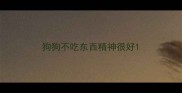 狗狗不吃东西精神很好