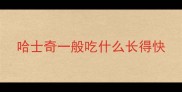 哈士奇一般吃什么长得快