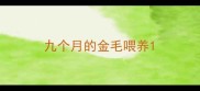 九个月的金毛喂养