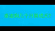 泰迪狗几个月算成犬