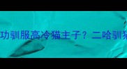 哈士奇如何成功驯服高冷猫主子二哈驯猫师养成全攻略