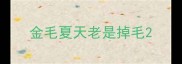 金毛夏天老是掉毛