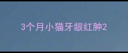 3个月小猫牙龈红肿