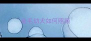 金毛幼犬如何照顾