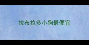 拉布拉多小狗最便宜