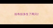 拉布拉多生了两只