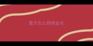 夏天怎么照顾金毛