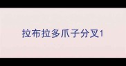 拉布拉多爪子分叉