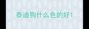 泰迪狗什么色的好