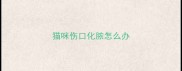 猫咪伤口化脓怎么办