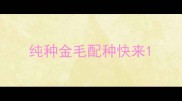 纯种金毛配种快来